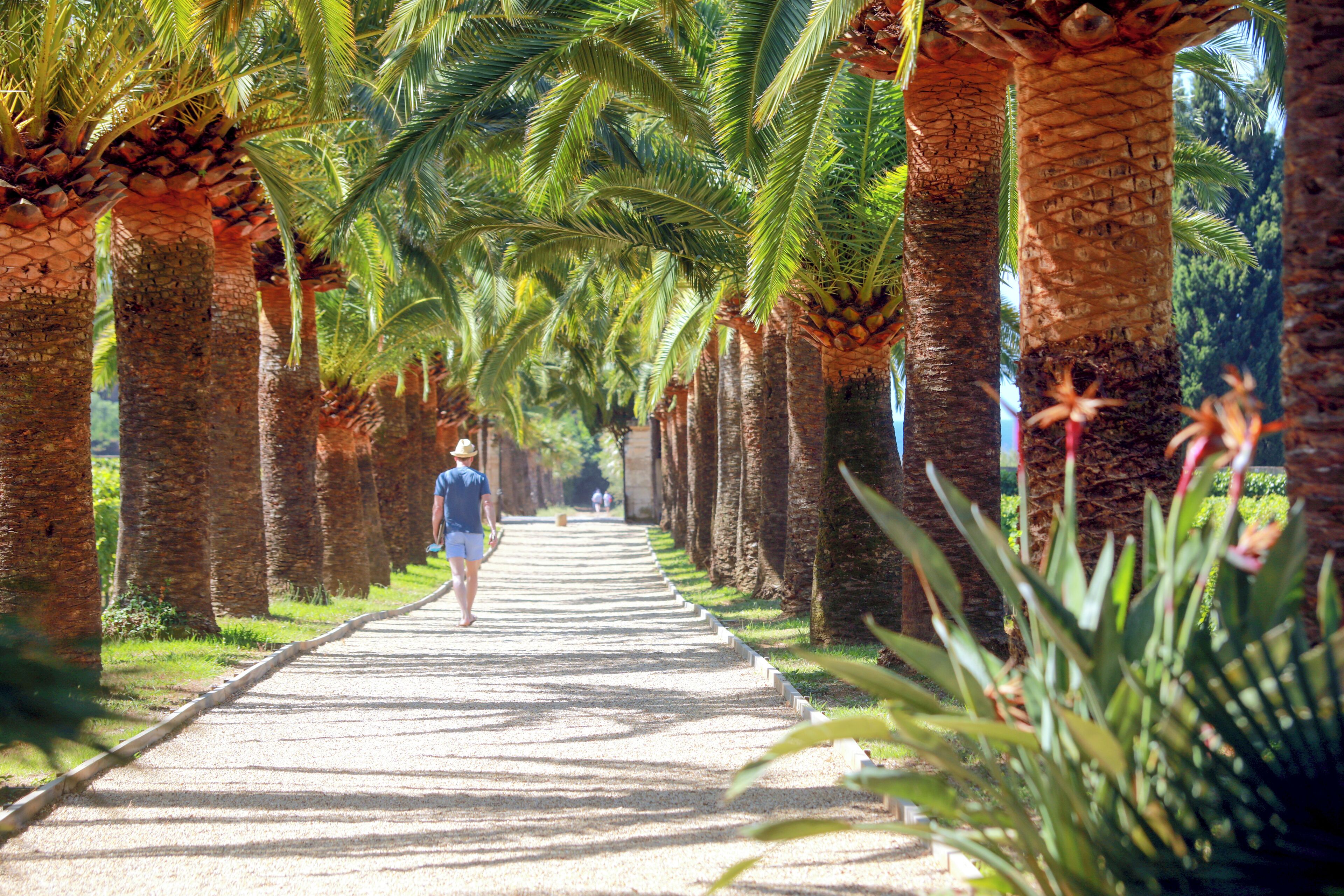 A pathway lined with palm trees and a person walking.