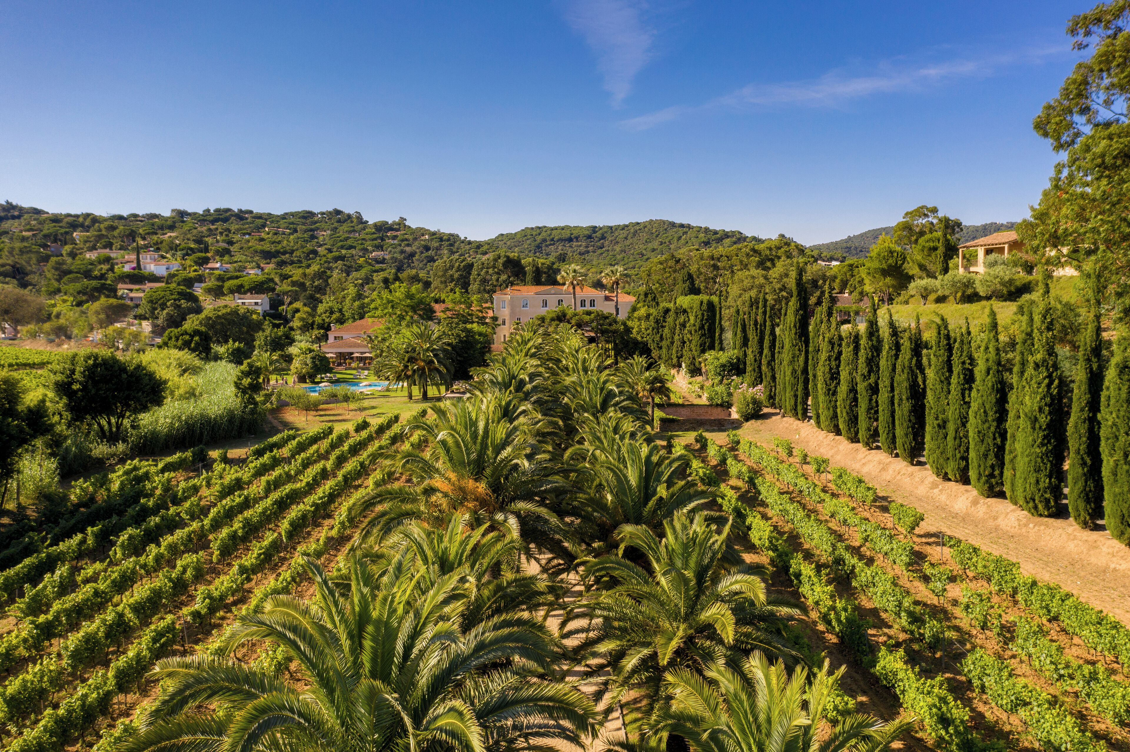 A vineyard with rows of grapevines and tall cypress trees.