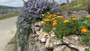 A roadside with a stone wall, purple flowers, and orange flowers. - Apartment Sonnenlay OG (Brauneberg)