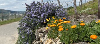 Apartment Sonnenlay OG