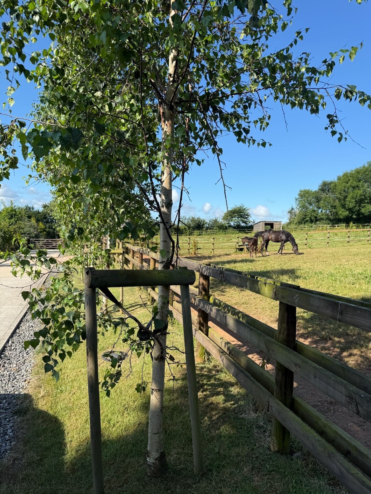 A fenced outdoor area with a tree and a horse enclosure.