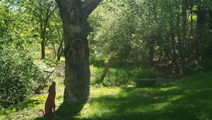 Un árbol grande con un tronco grueso y ramas extensas, rodeado de hierba verde exuberante y otra vegetación.