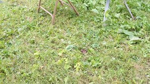 A grassy outdoor area with a glass-top table and four chairs. - Basement Unit (Richmond Hill)