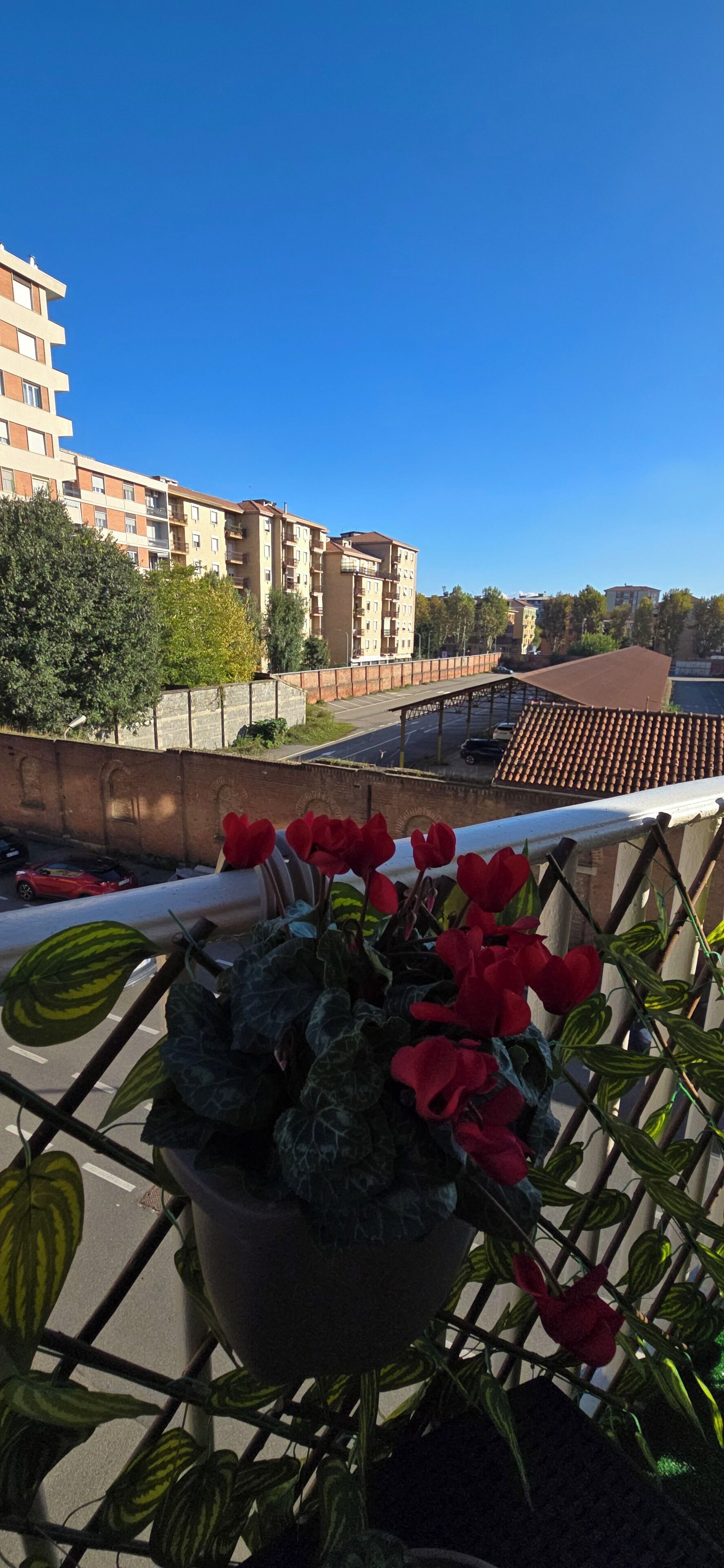 Ein Balkon mit einem Blumentopf und roten Blüten, mit Blick auf eine Straße mit parkenden Autos und Gebäuden im Hintergrund.