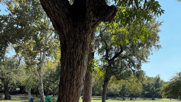A park with a large tree, picnic tables, and a playground.