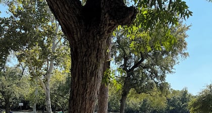Burgers Lake Campsites