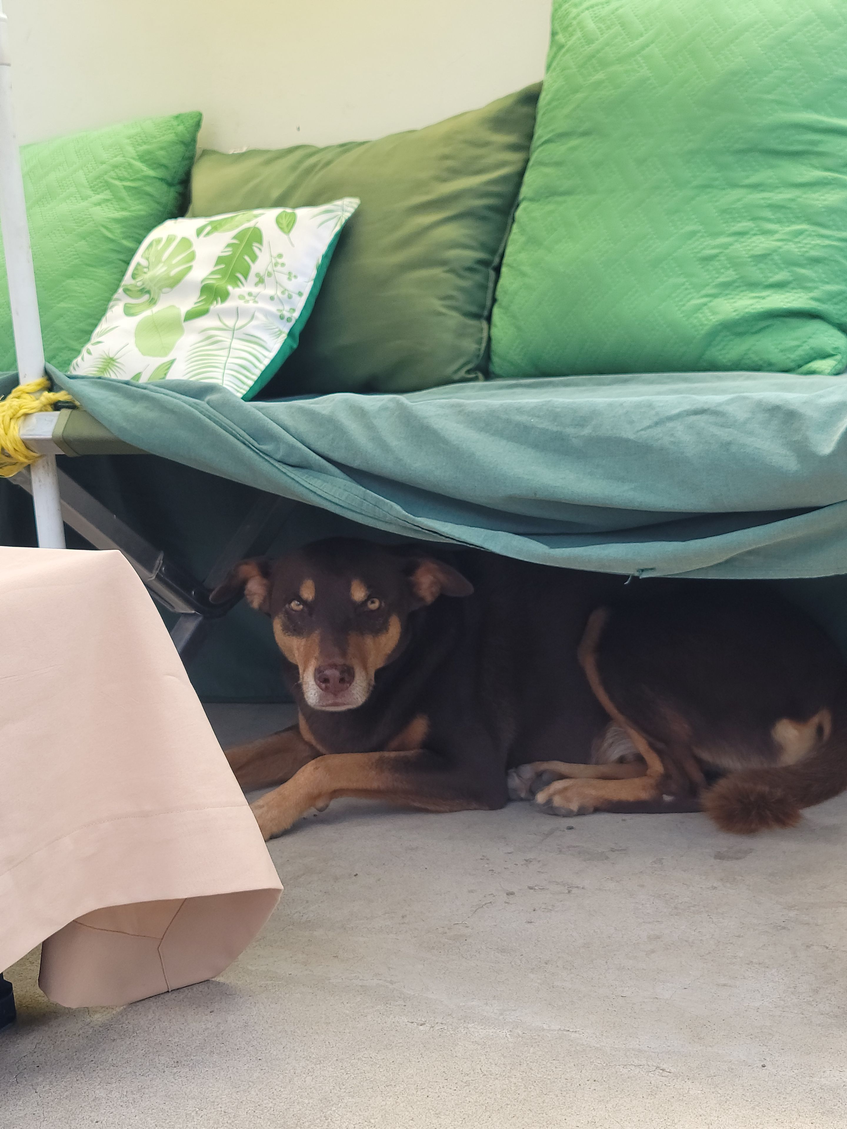 Ein Hund liegt unter einem grünen Sofa mit einem Kissen mit Blättermuster.
