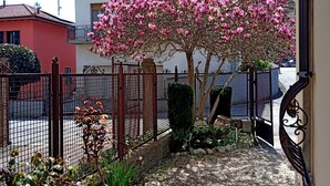 A residential area with a house, a pink flowering tree, a gravel pathway, and a metal fence.