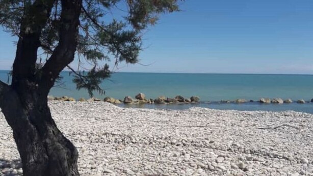 A rocky beach with a pine tree and calm sea.