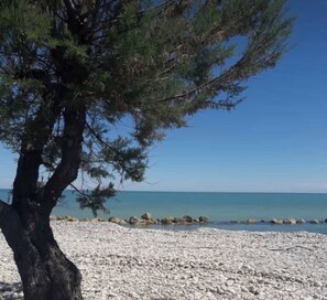 Una playa rocosa con un pino y mar tranquilo.