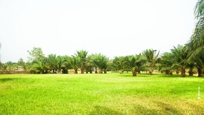 A grassy field with palm trees and a clear sky. - Loft VIIM | Les Ferys du lac (Ouidah)