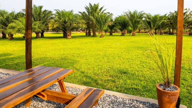 A wooden bench and a potted plant in a grassy area with palm trees. - Loft VIIM | Les Ferys du lac (Ouidah)