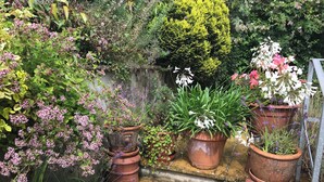 A garden with various potted plants and flowers.