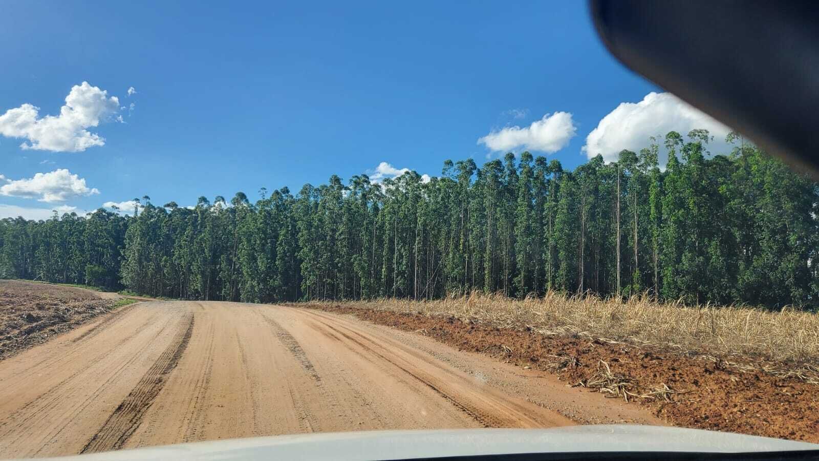 Ein unbefestigter Weg, gesäumt von einem dichten Wald mit hoch aufragenden Bäumen, unter blauem Himmel.