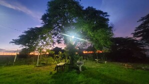 A tree with a bench under it in a grassy area. - Mini Pantanal Paulista with a paradisiacal view, a place to listen to the birds (Ibitiruna)
