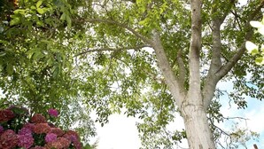 A large tree with dense foliage, a grassy area with flowers, and a fence in the background. - Holiday Home 'Supereda' with Mountain View, Private Terrace and Wi-Fi (San Juan de Parres)