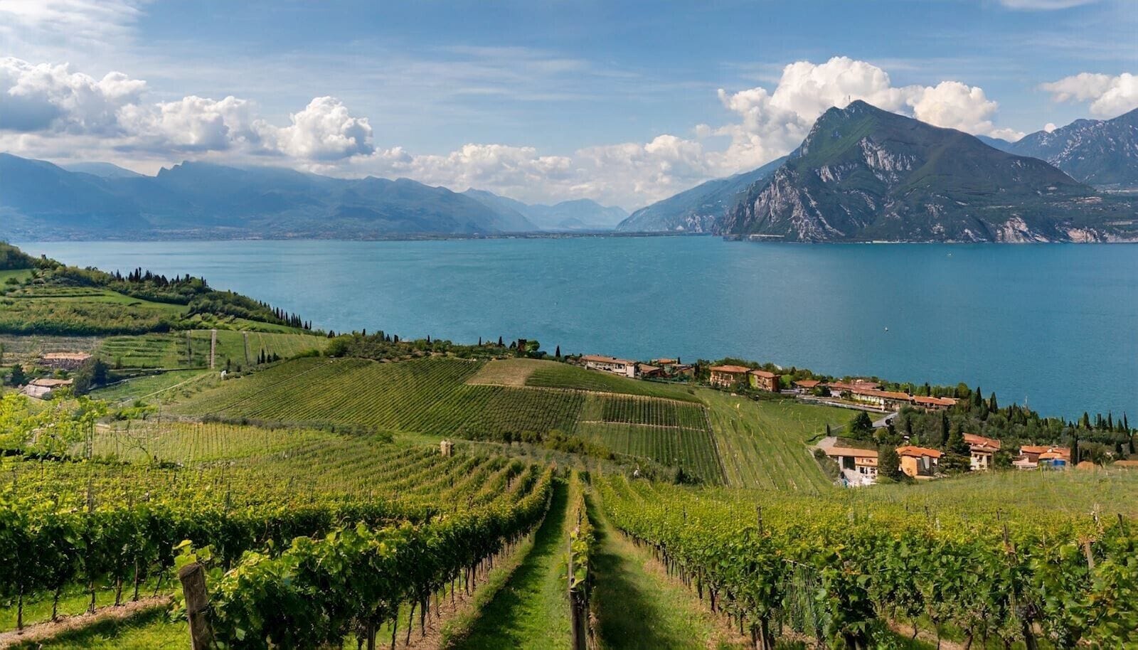 A vineyard with rows of grapevines, a lake, and mountains in the background.