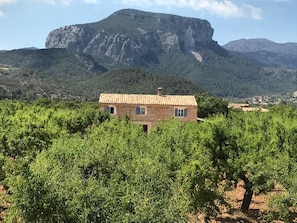 A rustic stone building with a tiled roof, surrounded by dense green vineyards, set against a backdrop of rugged mountains.