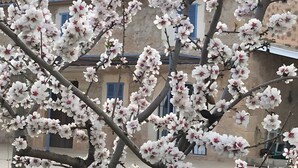 A tree with white blossoms in front of a building with a tiled roof and blue shutters. - Holiday Home 'Son Pelai Menut' with Mountain View, Wi-Fi and Air Conditioning (Illes Balears)