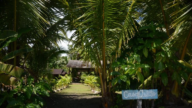 Un sendero bordeado por exuberante vegetación tropical que conduce a un edificio con techo de paja.