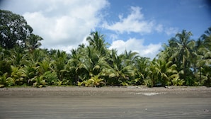 Una playa con palmeras y cielo despejado.
