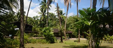 A tropical garden with palm trees and a small house.