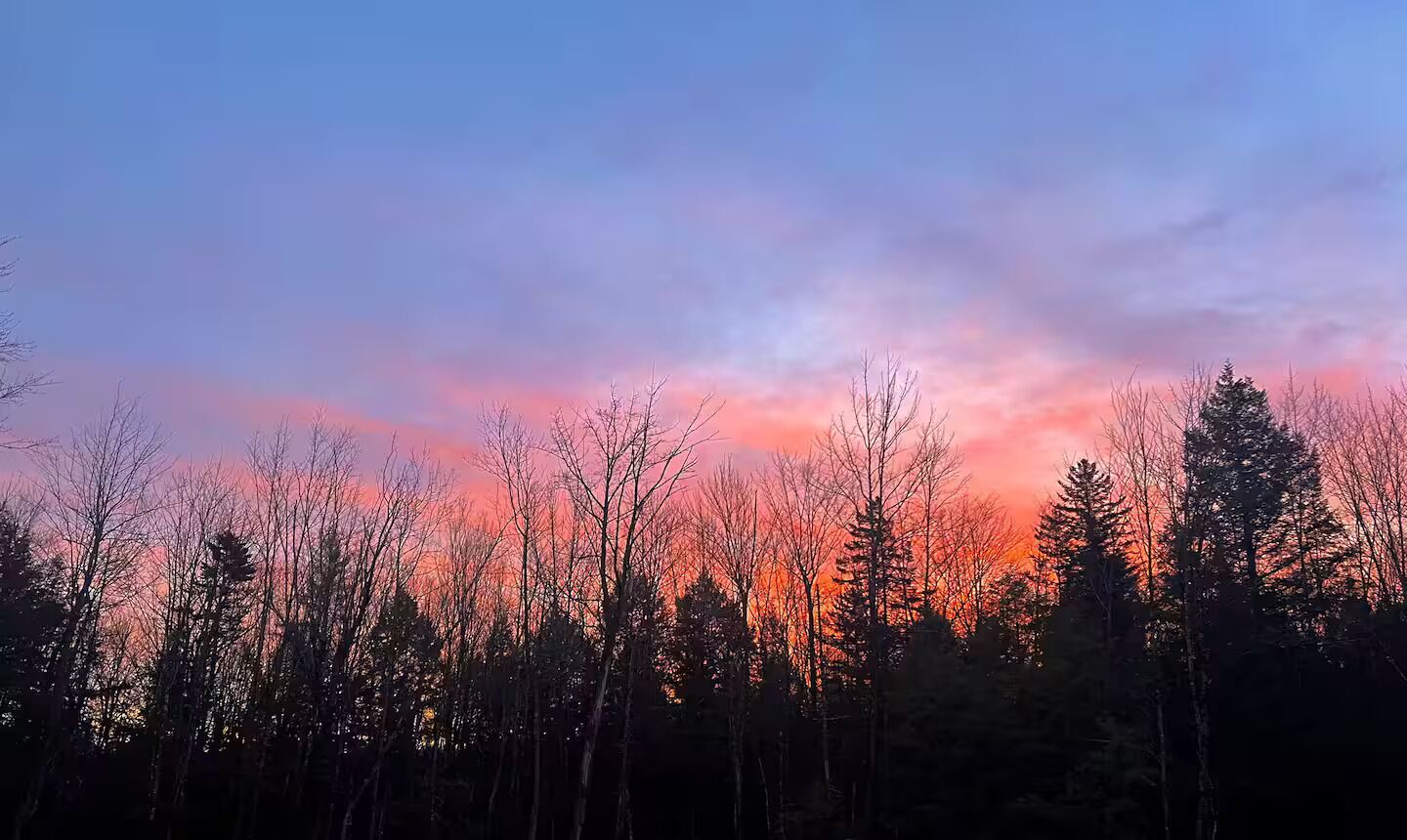 A forest with a sunset sky.