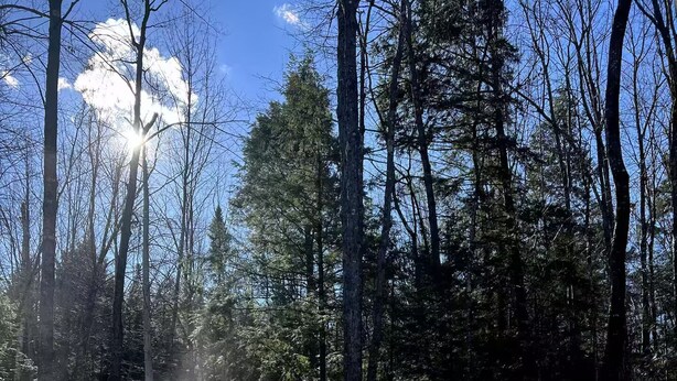 Uma banheira de hidromassagem rodeada por uma floresta com árvores altas e um céu azul límpido.