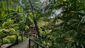 A wooden pathway surrounded by lush greenery and ferns.