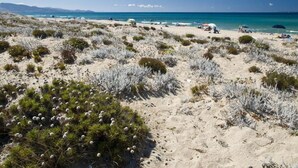 A beach with sparse vegetation and clear skies.