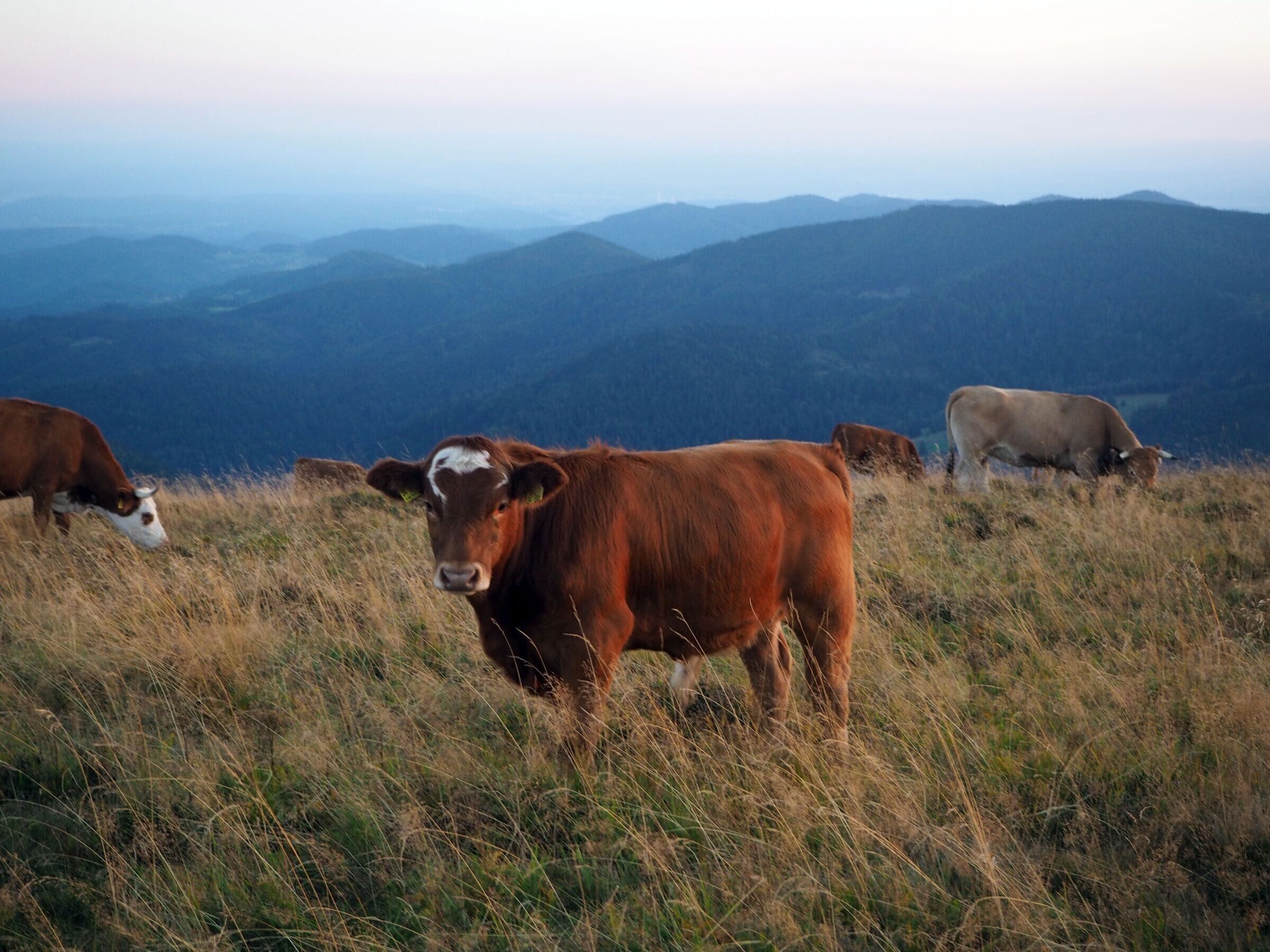 A mountainous landscape with grazing cattle.