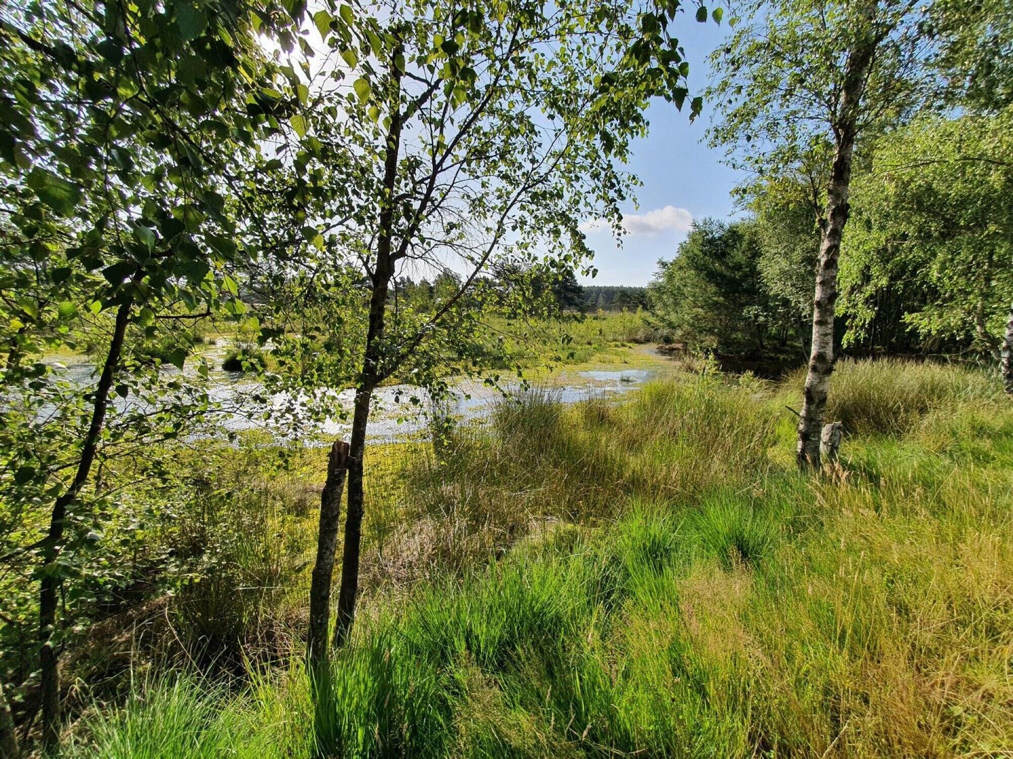 A natural landscape with a river, trees, and grassy areas.