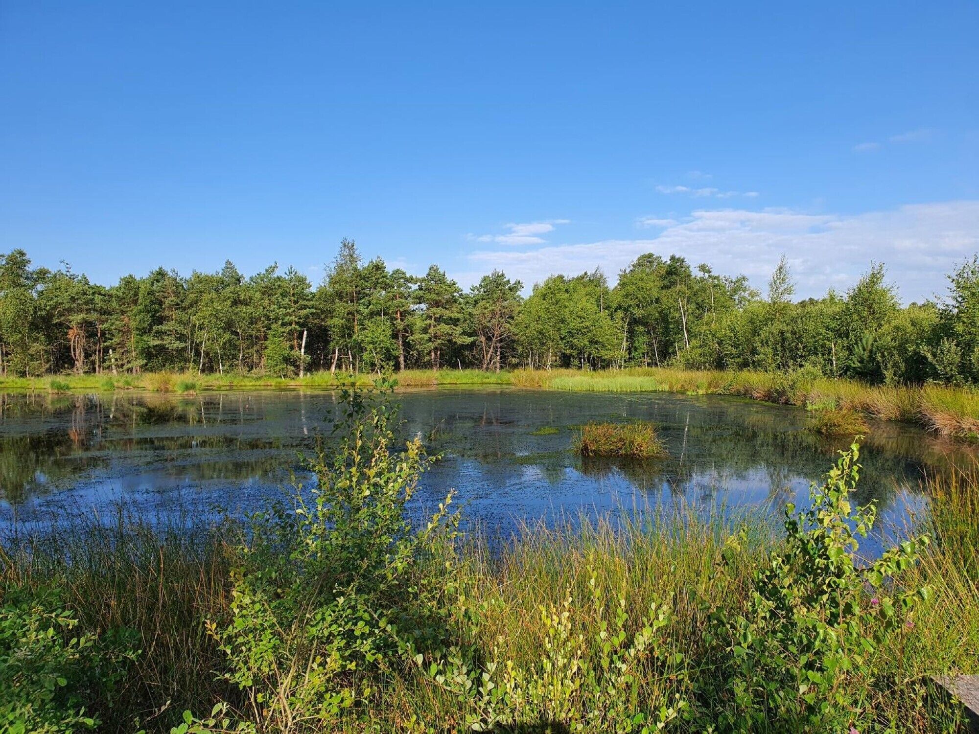 Eine natürliche Landschaft mit Teich, dichten Bäumen und üppigem Grün.