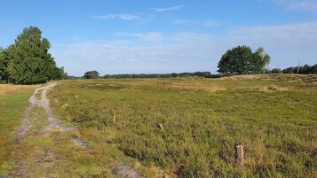 Ein grasbewachsenes Feld mit einem Feldweg, der von Bäumen gesäumt wird.