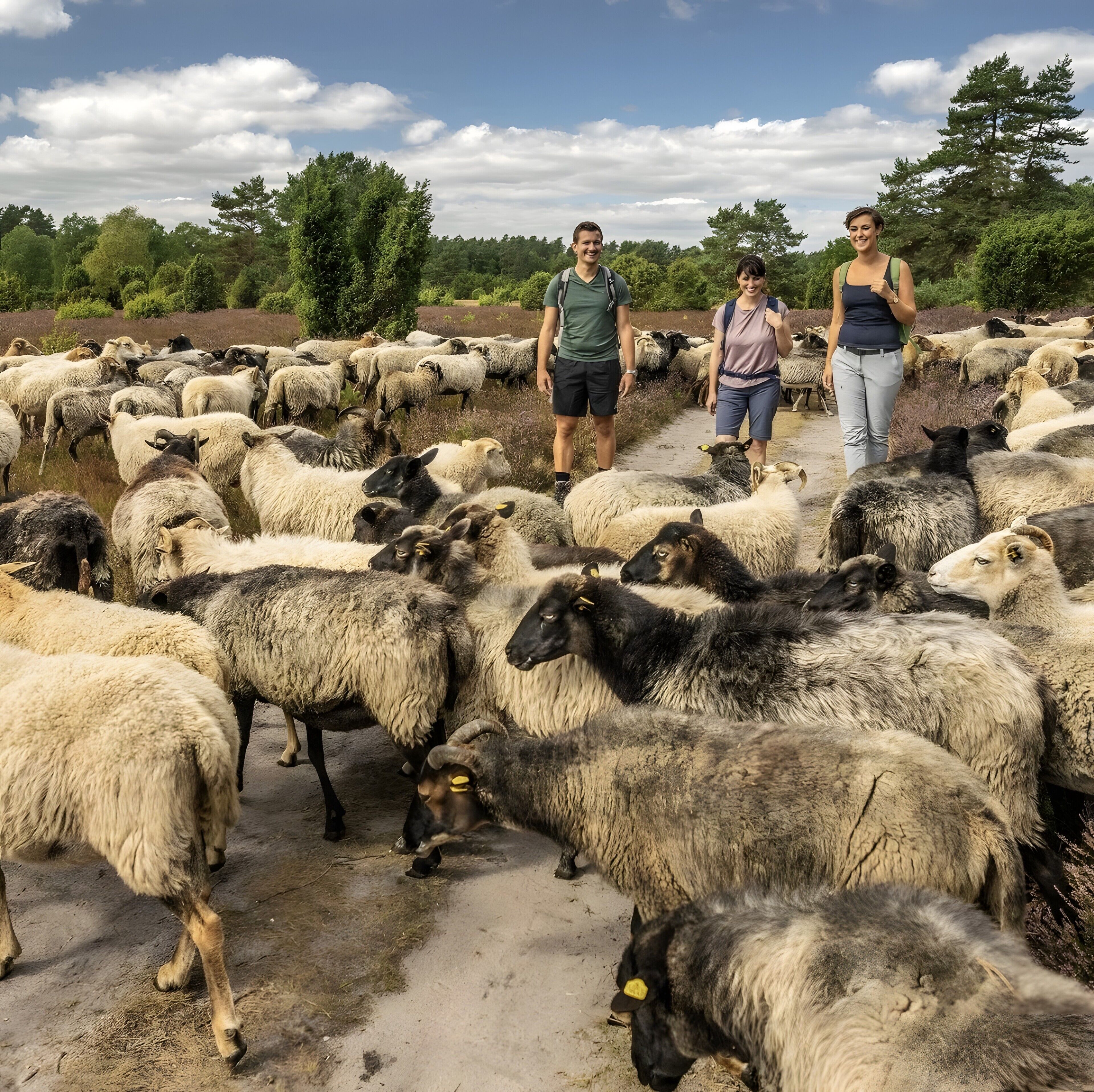 Un grup de persones al mig d'una ramada de ovelles en un paratge rural.