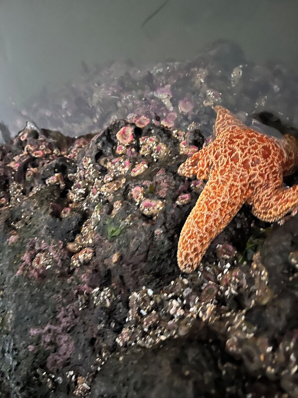 A starfish on a rock.