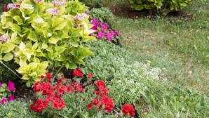 Ein Garten mit verschiedenen Pflanzen und Blumen, ein großer Baum und eine Steinsitzbank.