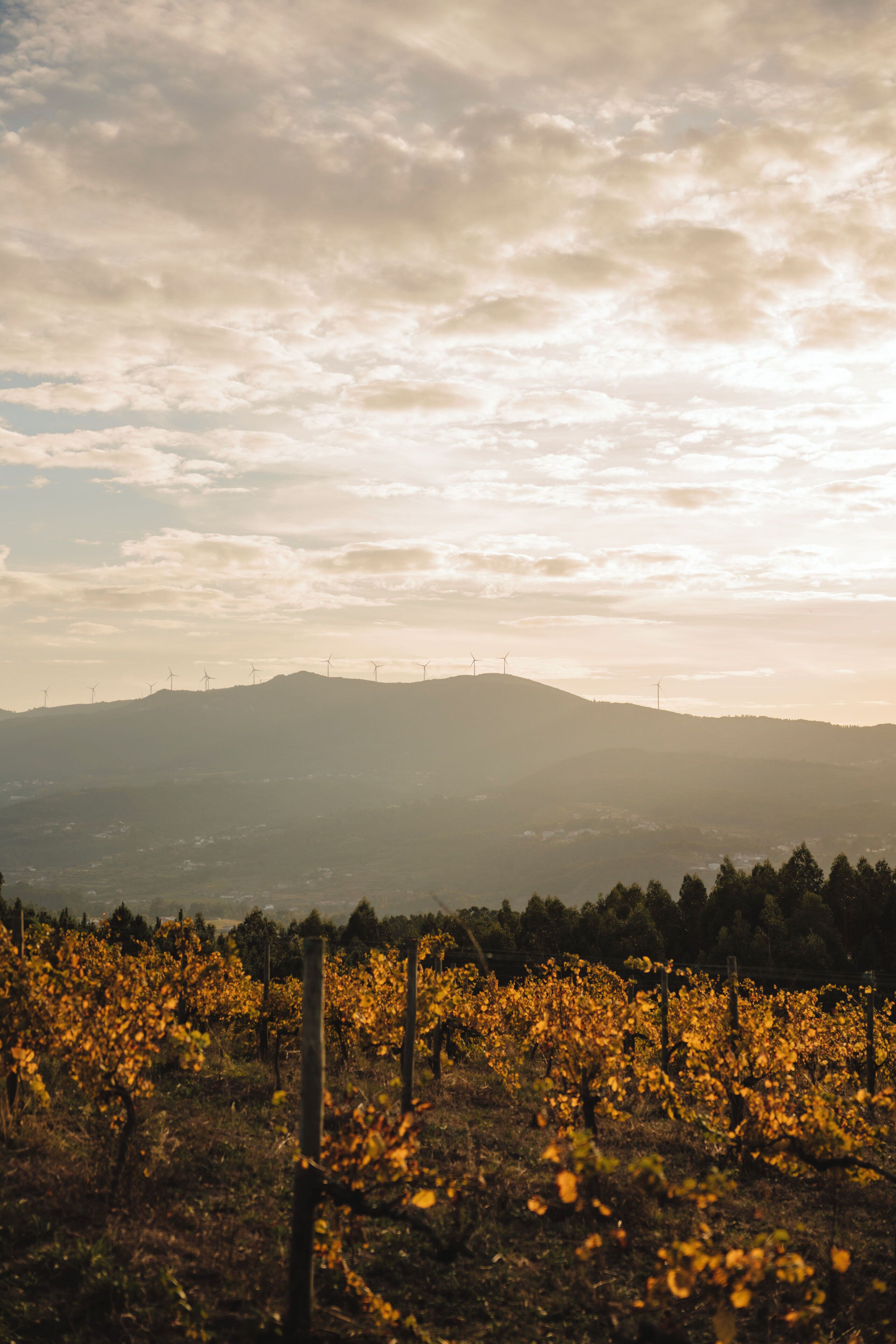 Ein Weinberg mit Reihen von Reben und Windrädern im Hintergrund.