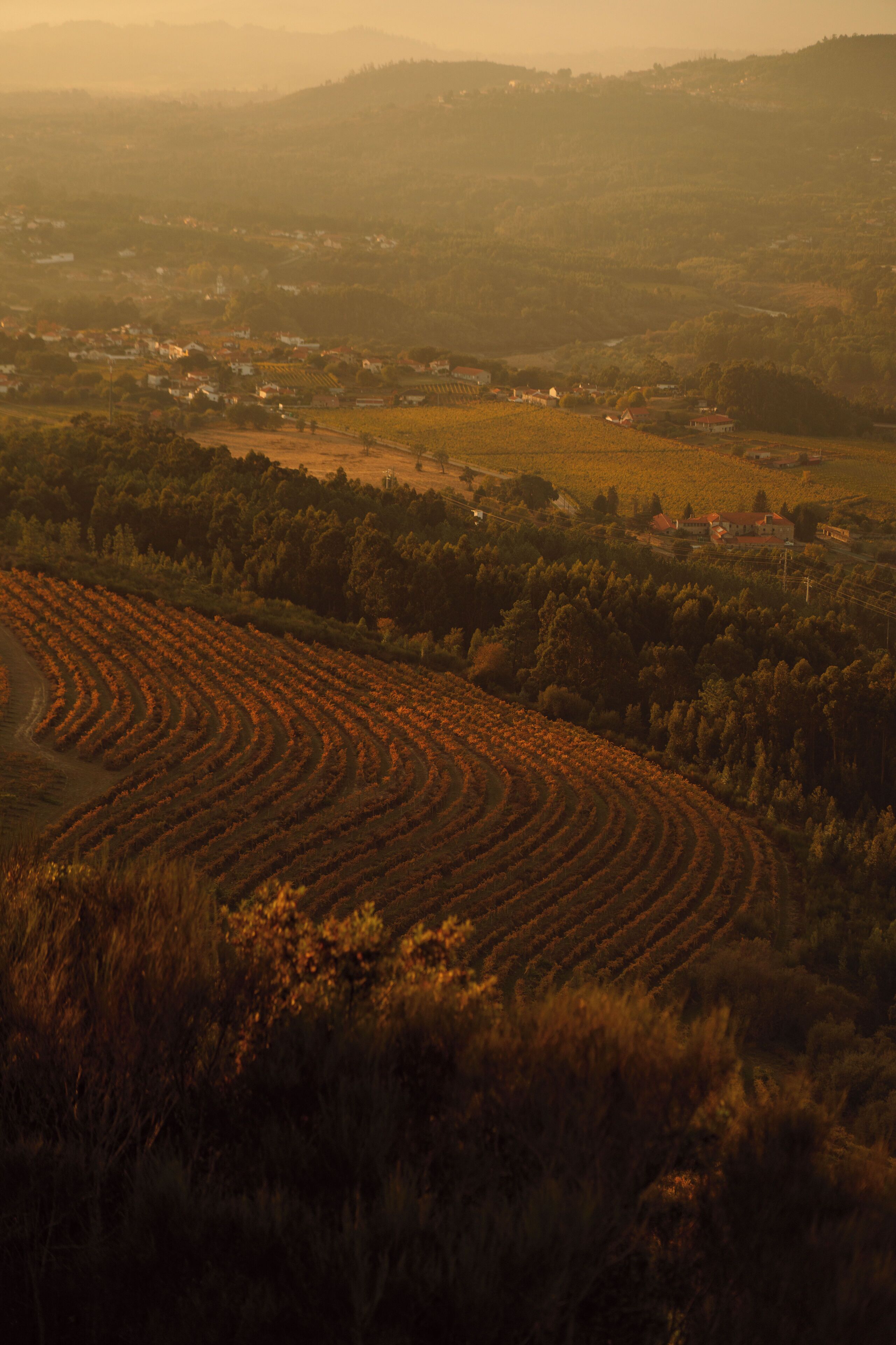 A vineyard with rows of grapevines and a distant town.