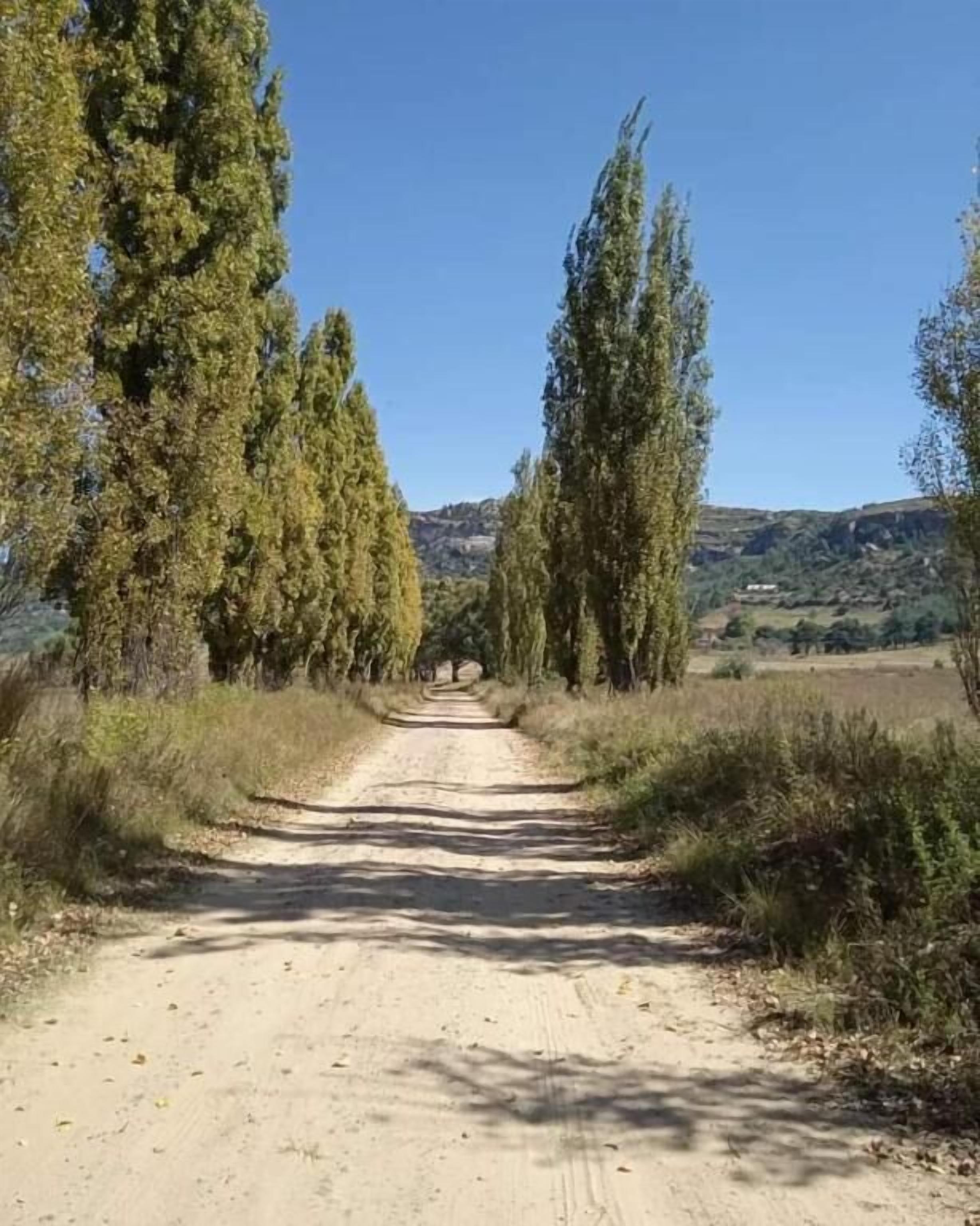 A dirt road flanked by tall trees leading to a hilly landscape.