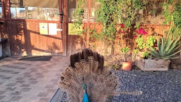 Un paó dempeus en un pati amb una tanca de fusta i plantes en testos al fons.
