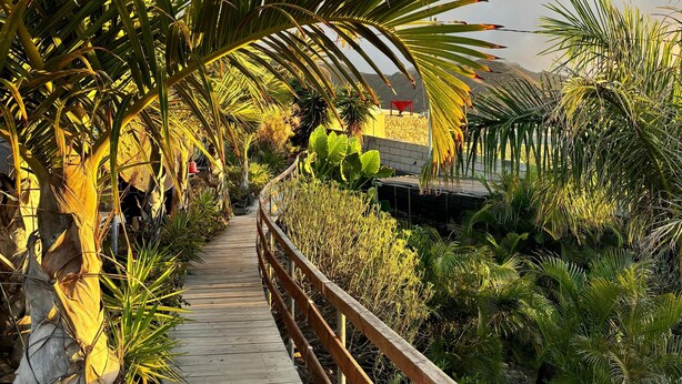 Un sentier en bois bordé de plantes tropicales et muni d’une rambarde en bois.