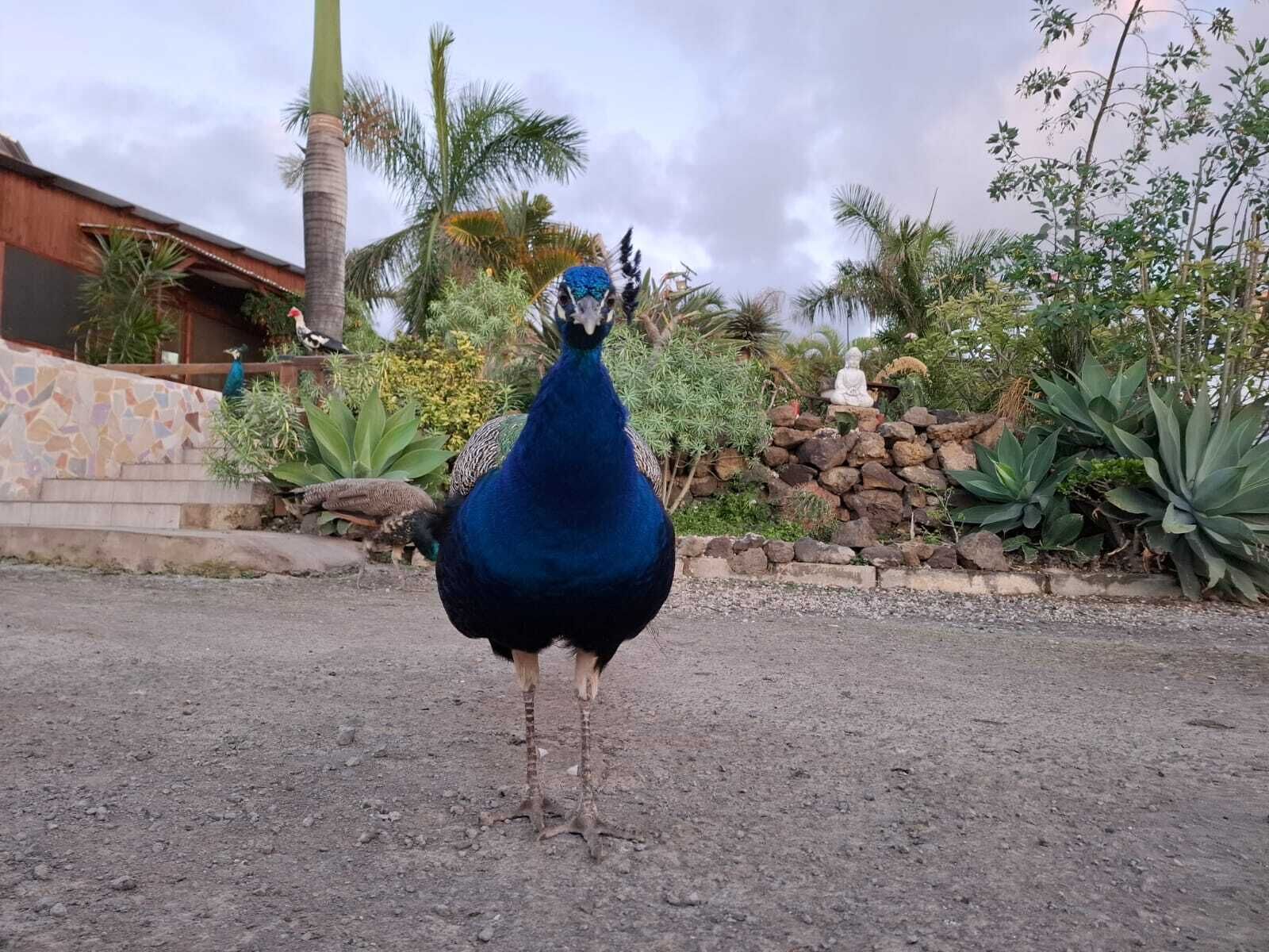 Un pavone in piedi su una superficie pavimentata, con un muro di pietra e vegetazione sullo sfondo.