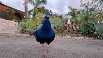Un pavone in piedi su una superficie pavimentata, con un muro di pietra e vegetazione sullo sfondo.