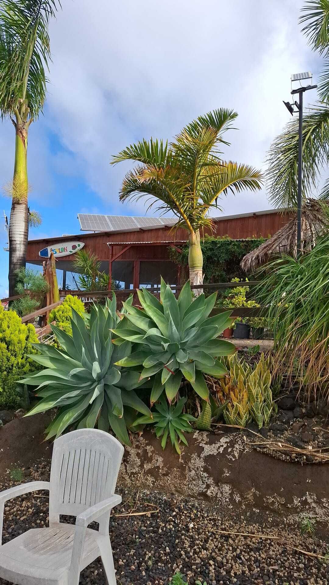 Un espacio exterior tropical con una silla de plástico blanca, plantas verdes grandes y un edificio con fachada de madera al fondo.