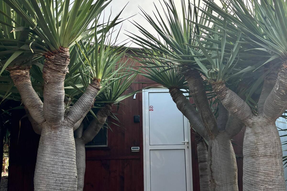 A pathway flanked by tall palm trees leading to a wooden building with a white door.