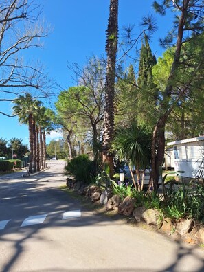 Stroll through a tranquil neighborhood lined with mature palm and pine trees.
