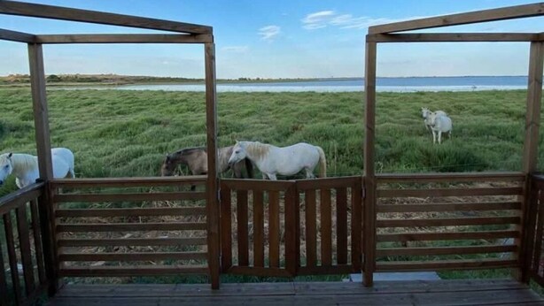 Una construcción de madera con vista a caballos pastando en un campo.