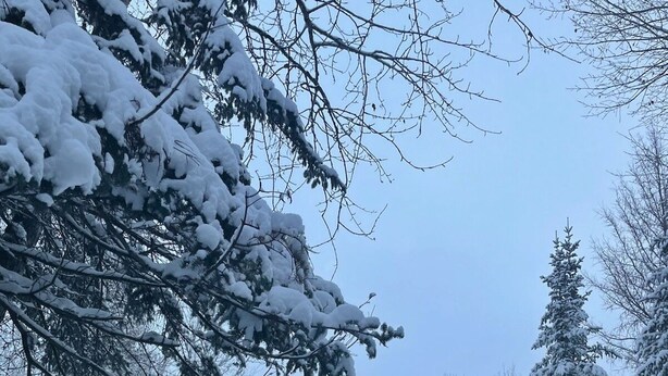 Une cabane en bois avec un toit en pente, entourée d’arbres couverts de neige.