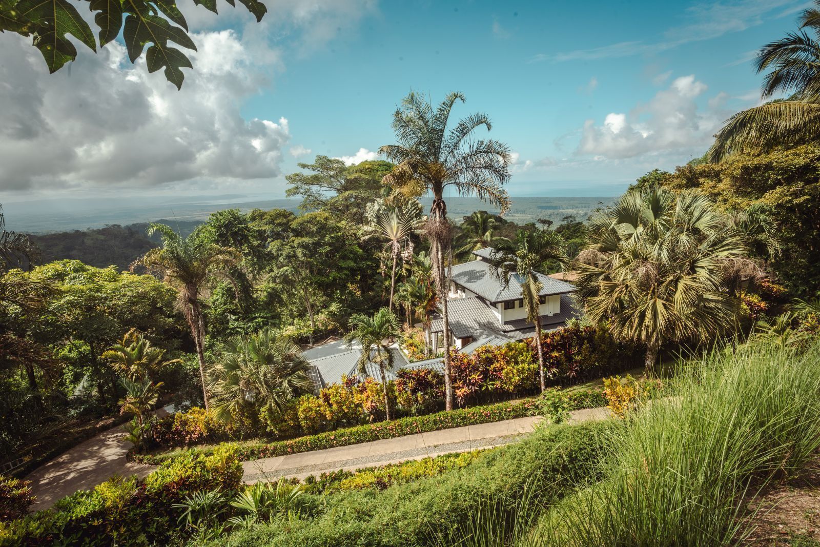 A house surrounded by lush greenery and palm trees, with a view of the ocean in the background.